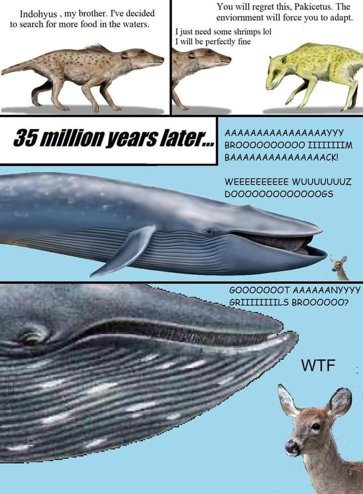 A four panel comic. In the first panel, the four-legged Pakicetus says "Indohyus, my brother. I've decided to search for more food in the waters." In the second panel the very similar Indohyus says "You will regret this, Pakicetus. The environment will force you to adapt." Pakicetus replies, "I just need some shrimps lol I will be perfectly fine". The third panel has a caption, "35 million years later. . .", and displays a whale and a to-scale deer. The whale says, "AAAAAAAAAAAAAAAAYYY BROOOOOOOOOO IIIIIIIIM BAAAAAAAAAAAAAAACK! WEEEEEEEEEE WUUUUUUZ DOOOOOOOOOOOOOGS". The fourth panel is zoomed in on their faces. The whale says "GOOOOOOOT AAAAAANYYYY GRIIIIIIIILS BROOOOOO?" and the deer says "WTF".